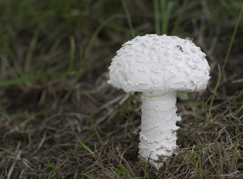 Amanita vittadinii